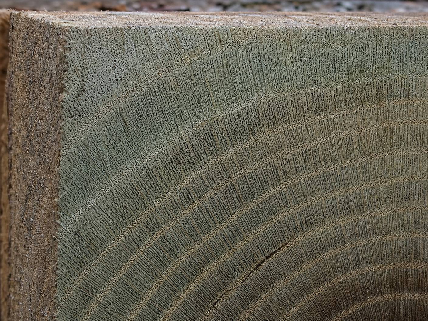 Detailed macro shot of the cross-section of timber treated with zinc chloride showing deep penetration into fibers.